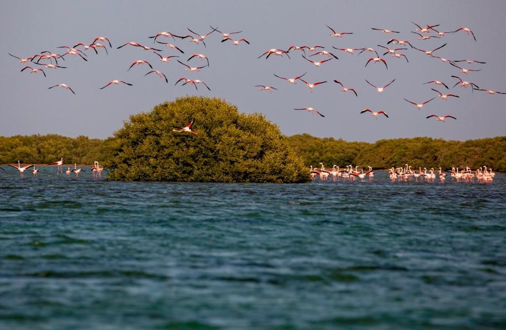 Flamingo Beach Hotel Umm al-Qaiwain Exterior foto
